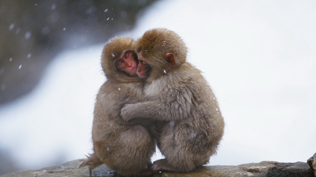 Das Monkey Love Wallpaper 1280x720