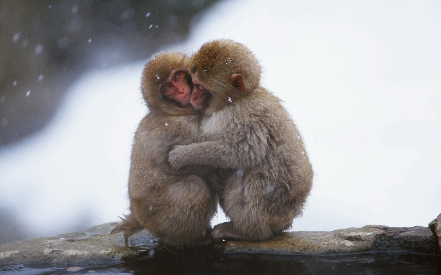 Monkey Love screenshot #1 1440x900