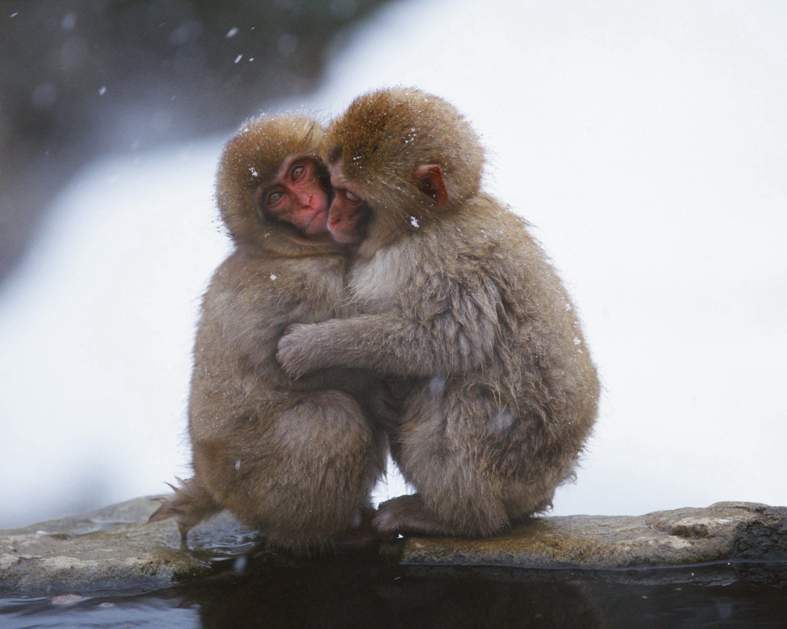 Das Monkey Love Wallpaper 1600x1280