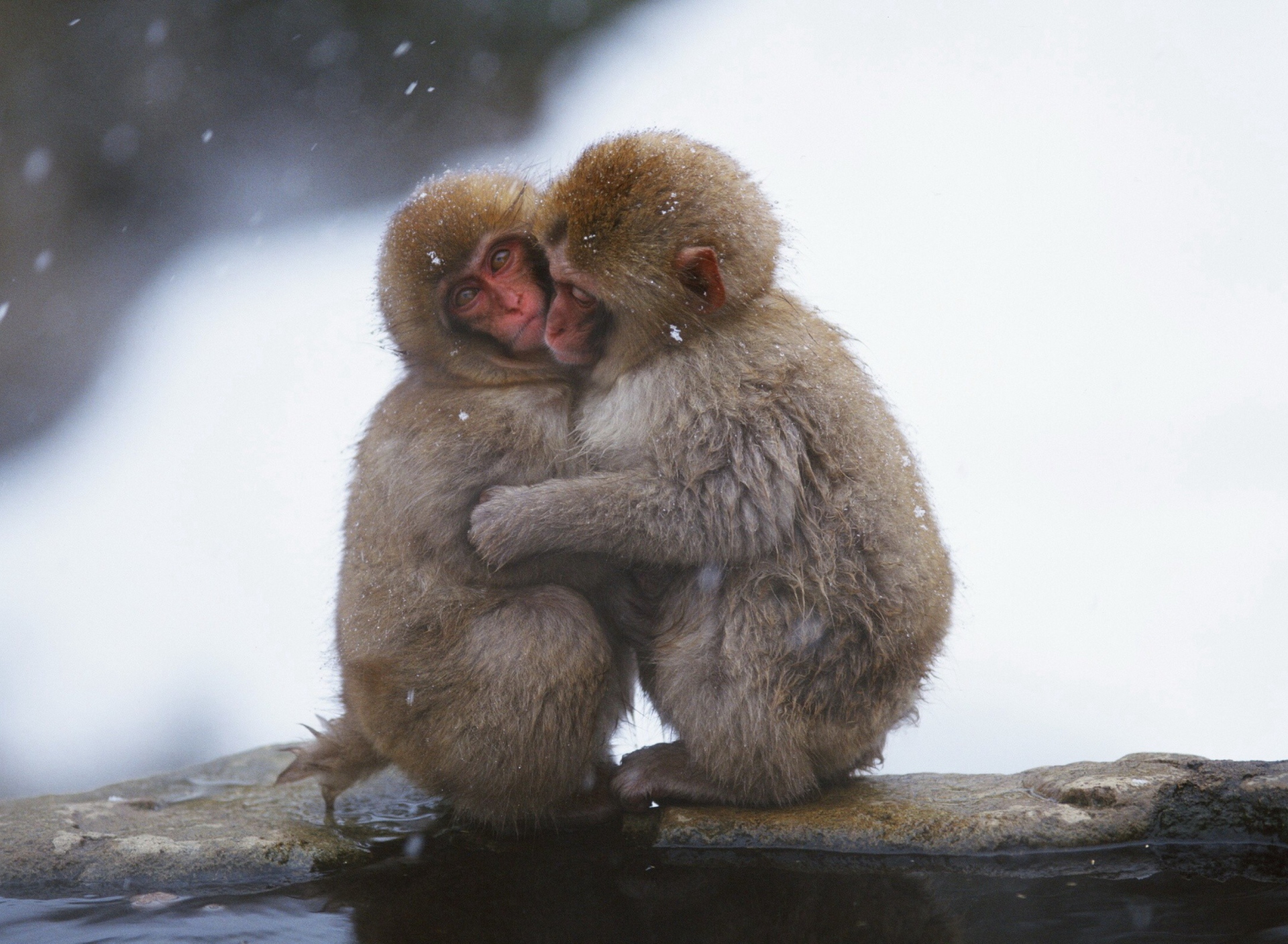 Обои Monkey Love 1920x1408