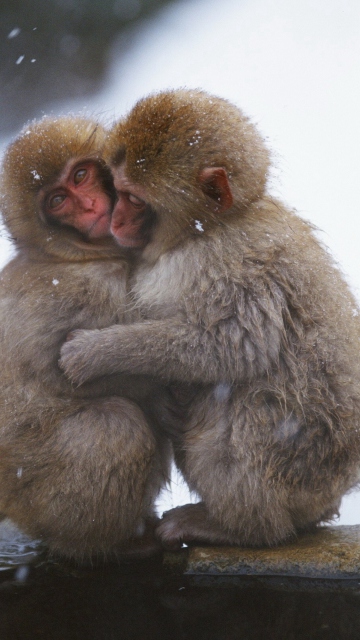 Обои Monkey Love 360x640