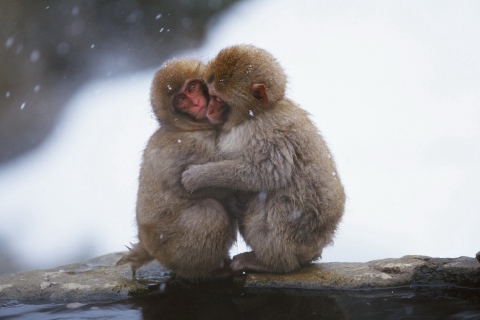 Обои Monkey Love 480x320