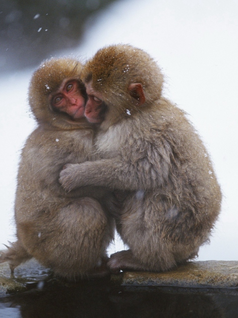 Обои Monkey Love 480x640