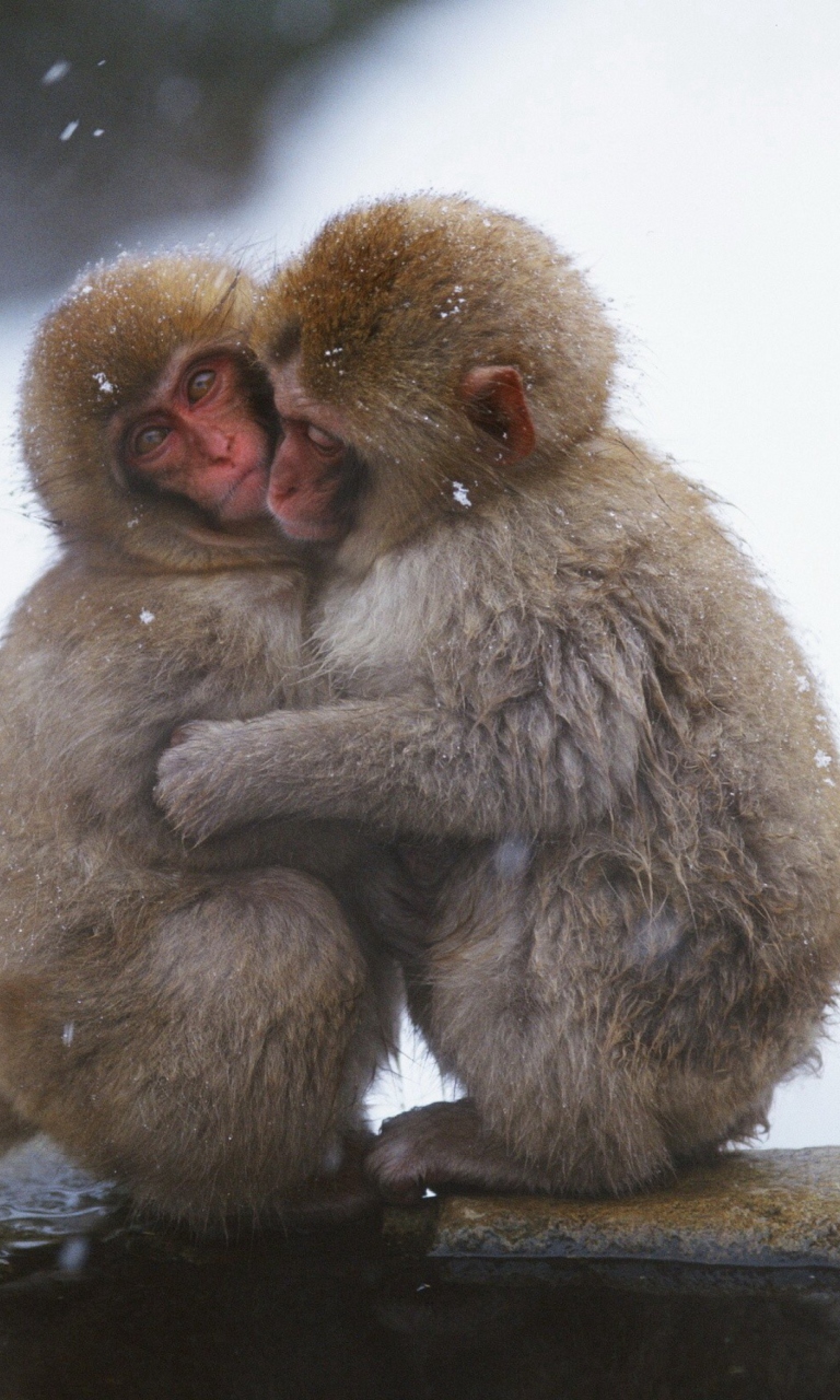 Fondo de pantalla Monkey Love 768x1280