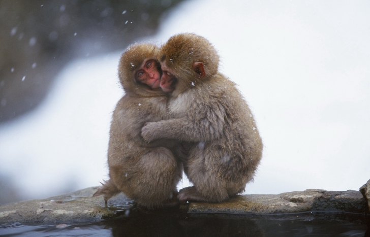 Обои Monkey Love