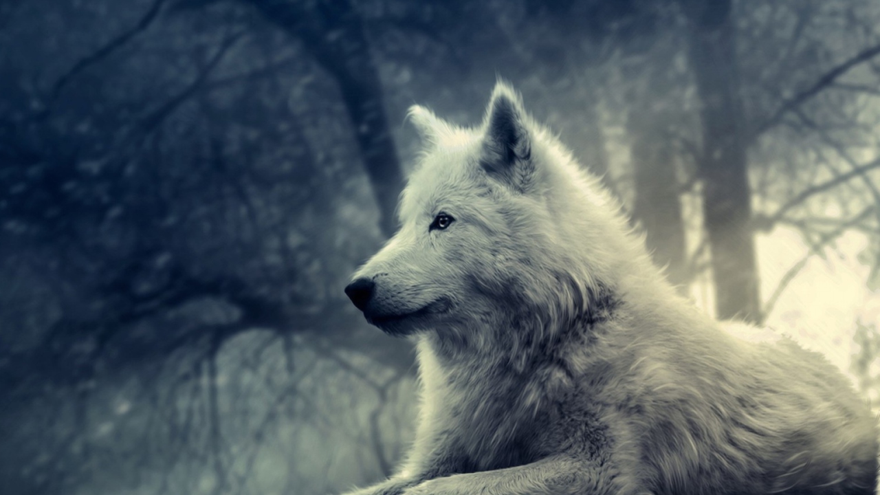 Das White Wolf Painting Wallpaper 1280x720