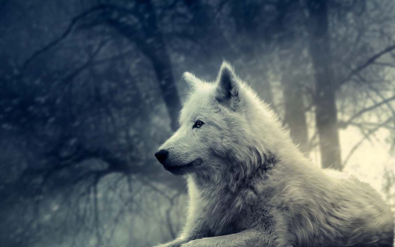 White Wolf Painting wallpaper 1280x800