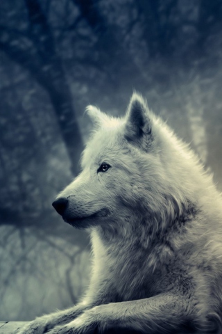 Das White Wolf Painting Wallpaper 320x480