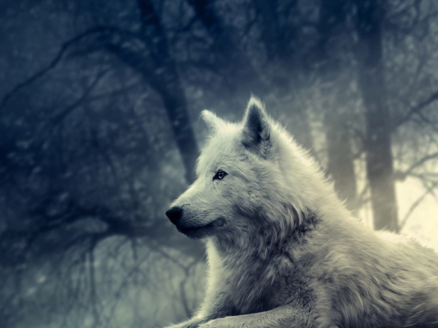 White Wolf Painting wallpaper 640x480