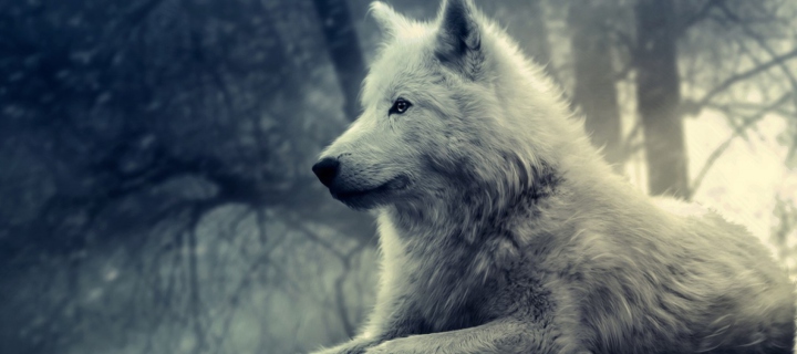 Screenshot №1 pro téma White Wolf Painting 720x320