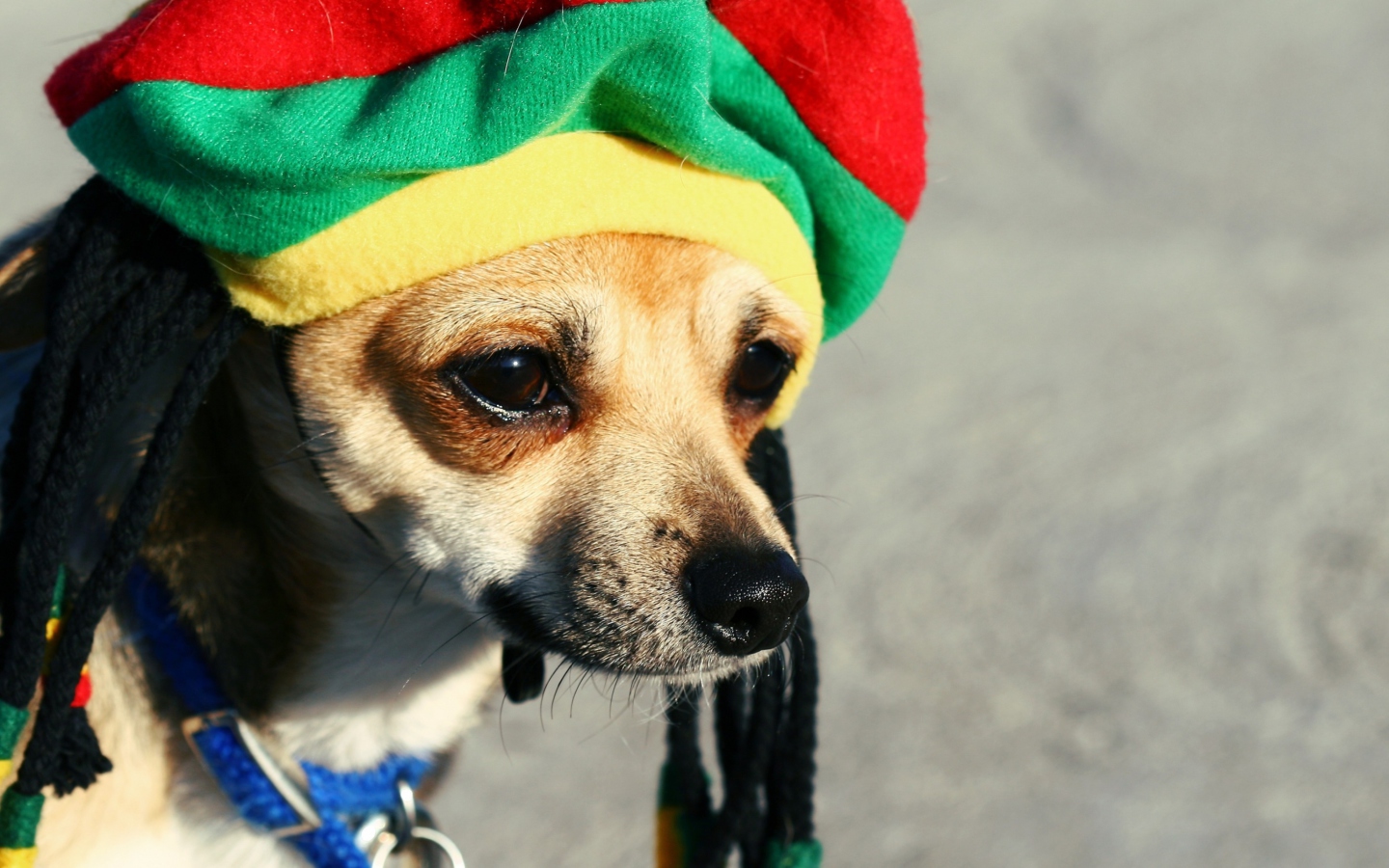 Rasta Dog screenshot #1 1440x900