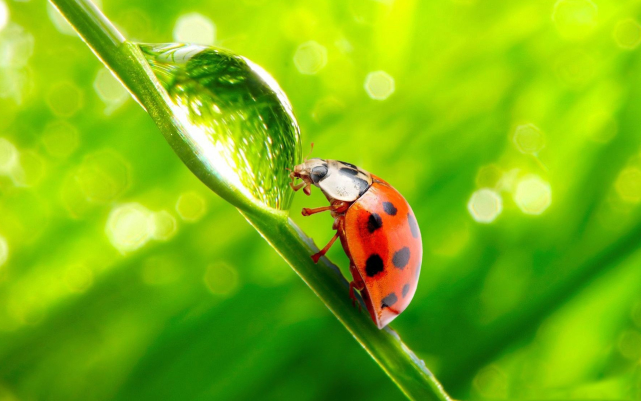 Screenshot №1 pro téma Ladybug Waterdrop 1280x800