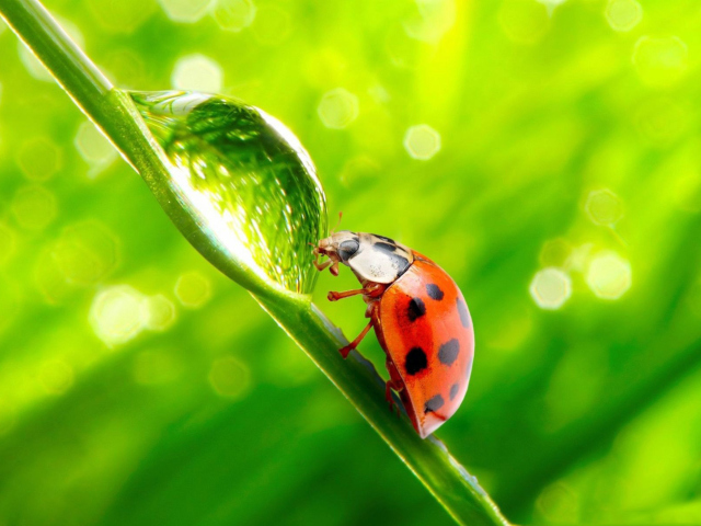 Screenshot №1 pro téma Ladybug Waterdrop 640x480