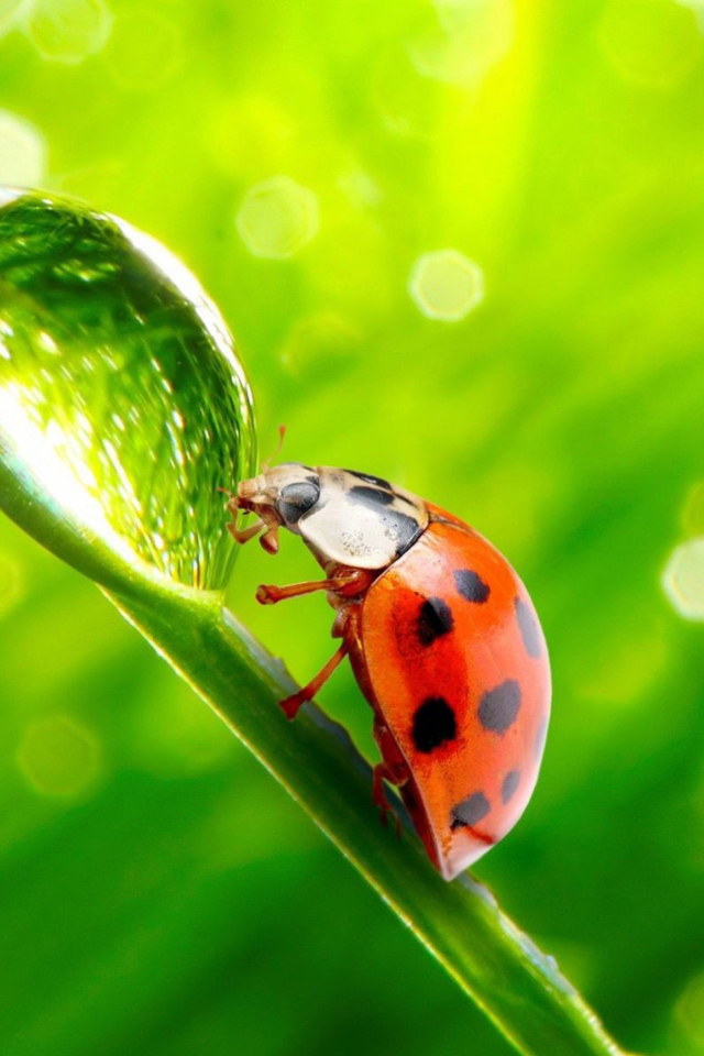 Das Ladybug Waterdrop Wallpaper 640x960