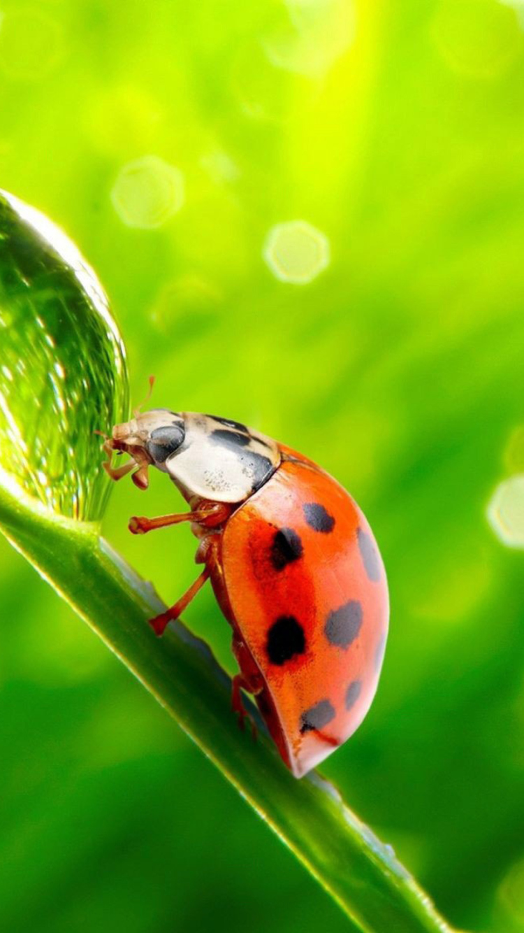 Screenshot №1 pro téma Ladybug Waterdrop 750x1334