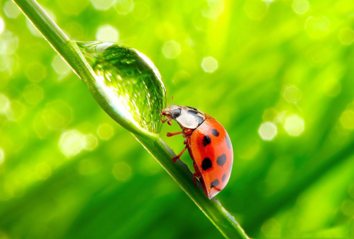 Sfondi Ladybug Waterdrop