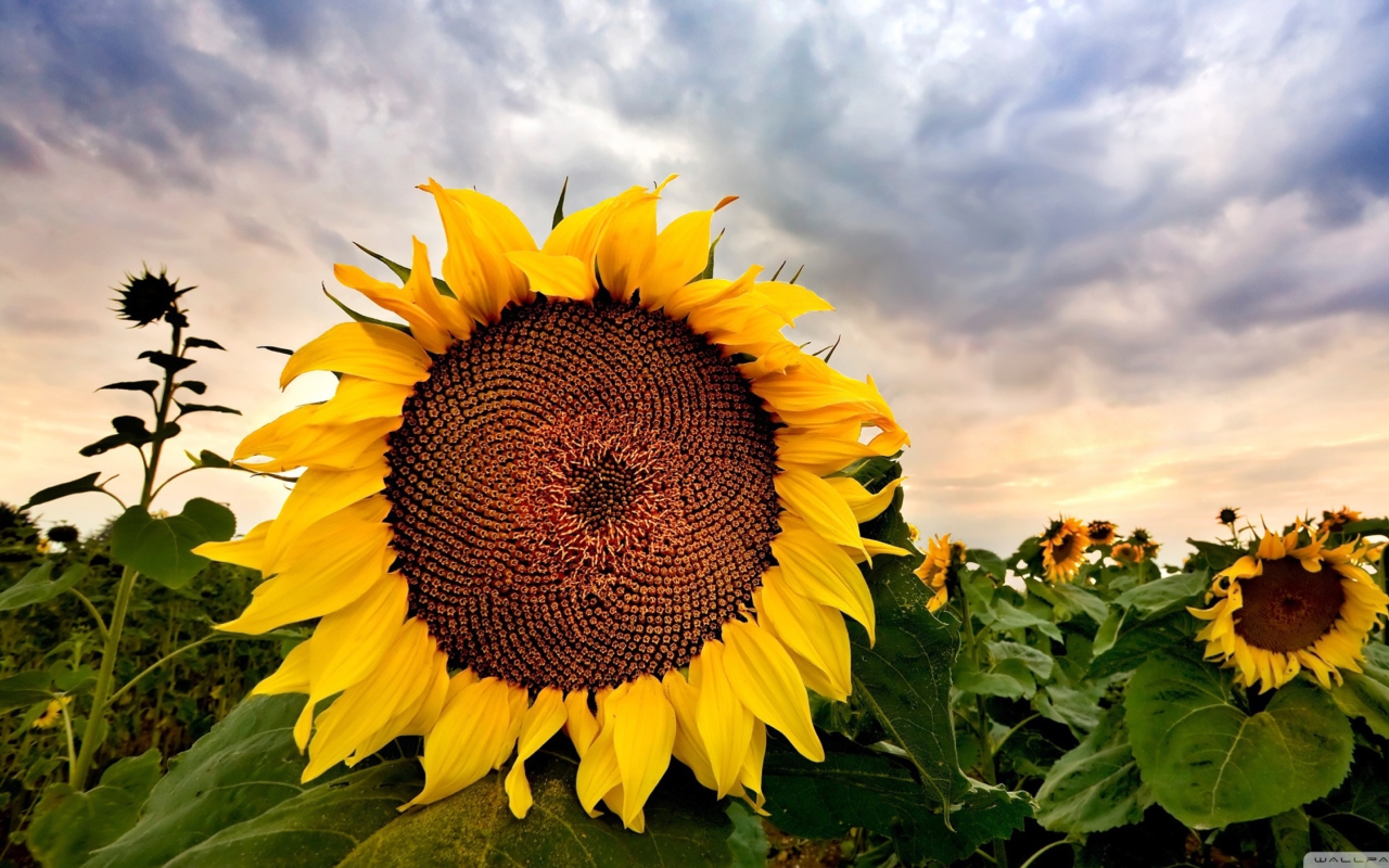 Fondo de pantalla Sunflower 1280x800