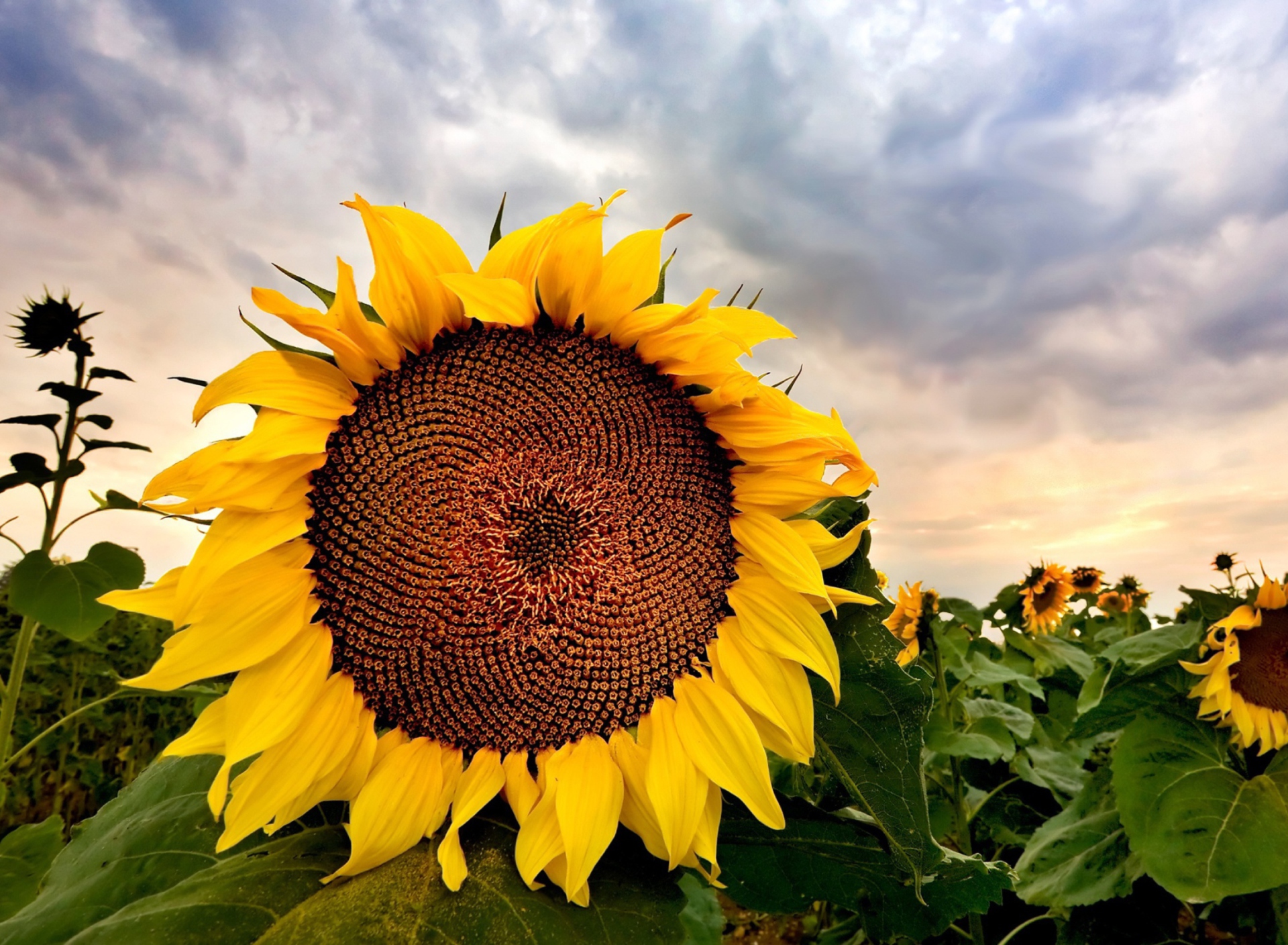 Das Sunflower Wallpaper 1920x1408