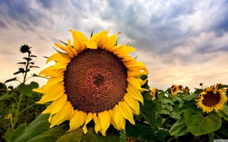 Sunflower - Obrázkek zdarma pro Samsung Galaxy S6 Active