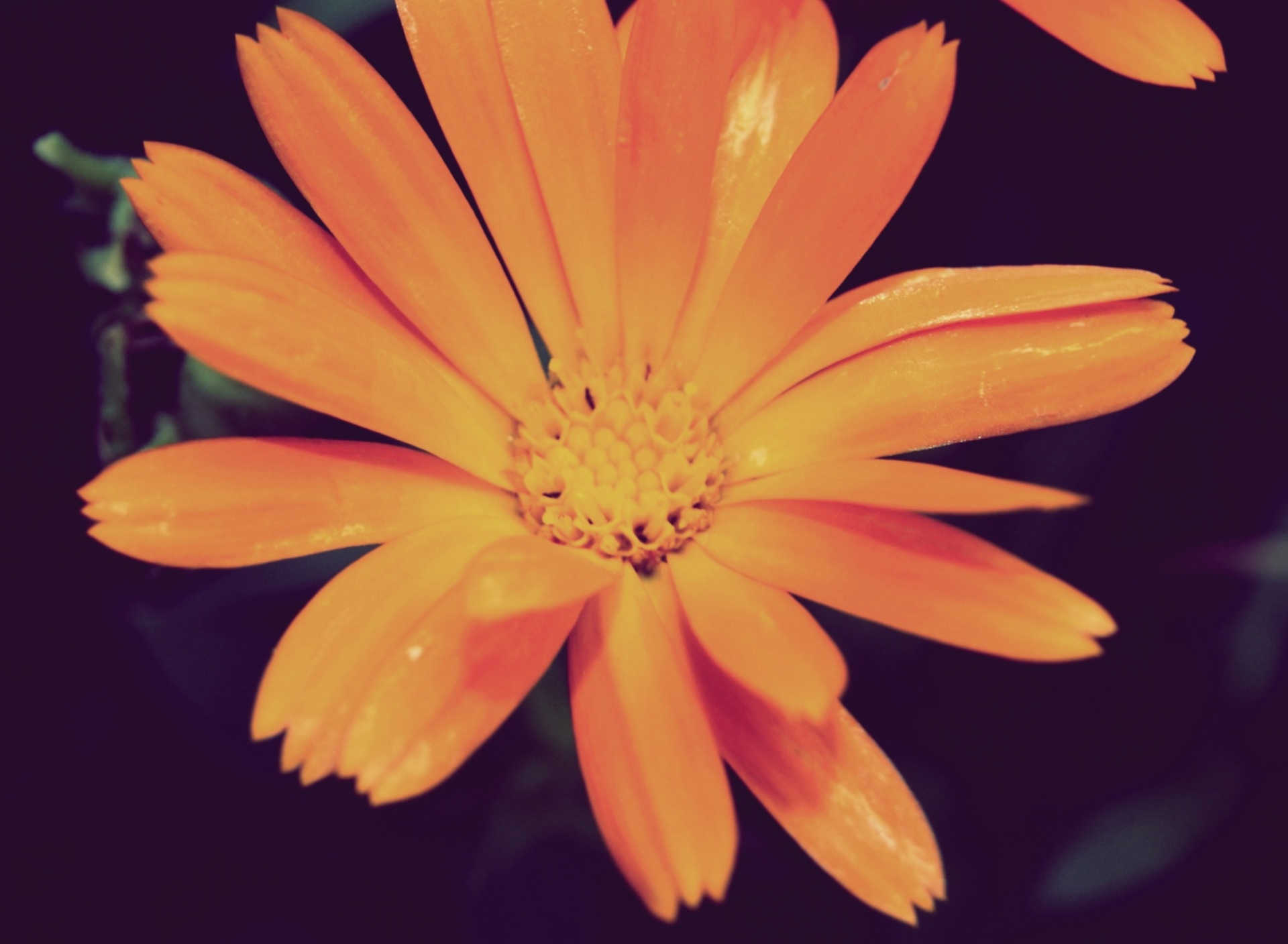Screenshot №1 pro téma Orange Flower 1920x1408
