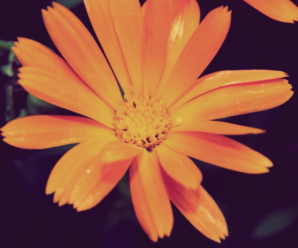 Orange Flower wallpaper 960x800