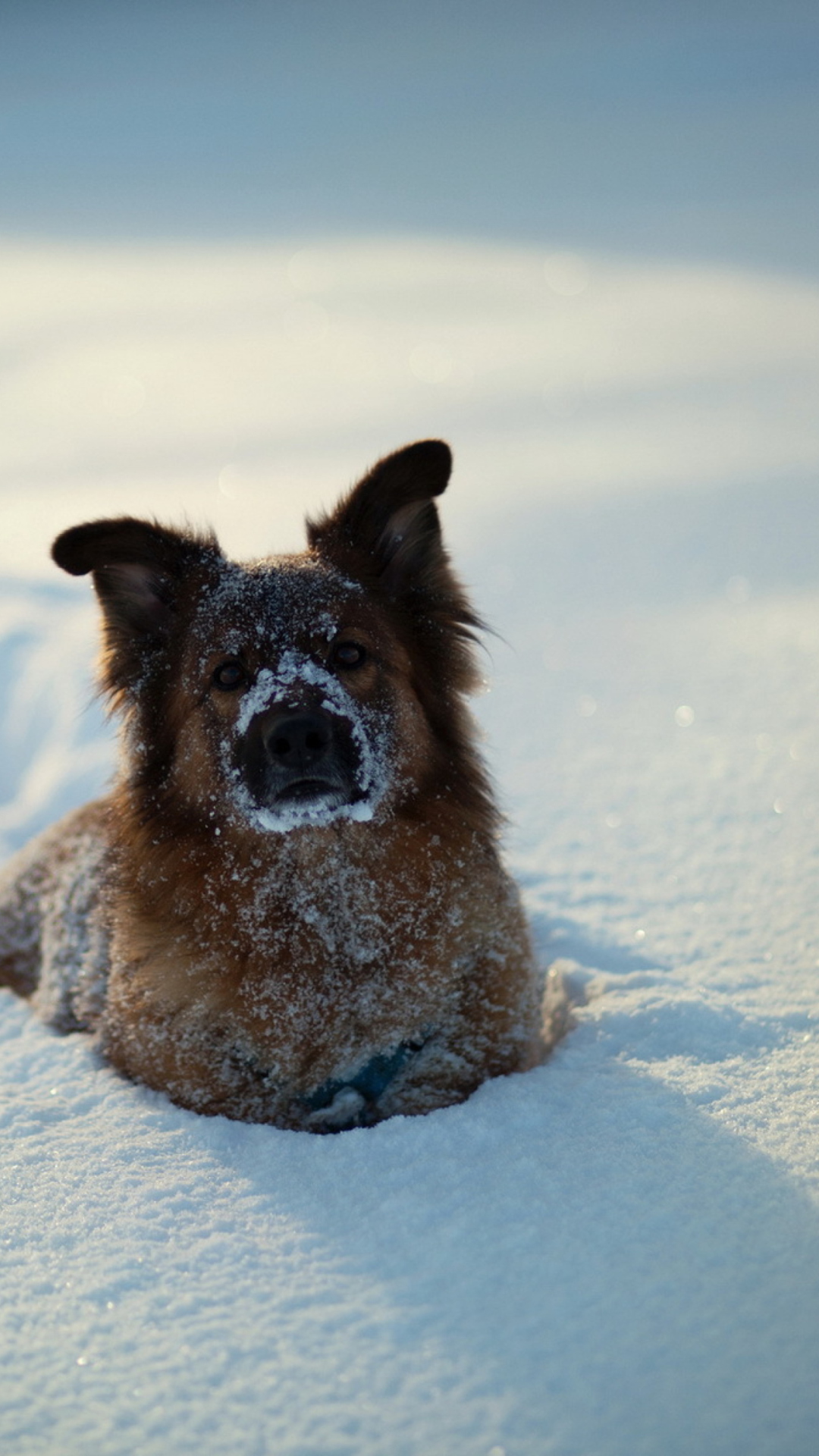 Fondo de pantalla Dog In Snow 1080x1920
