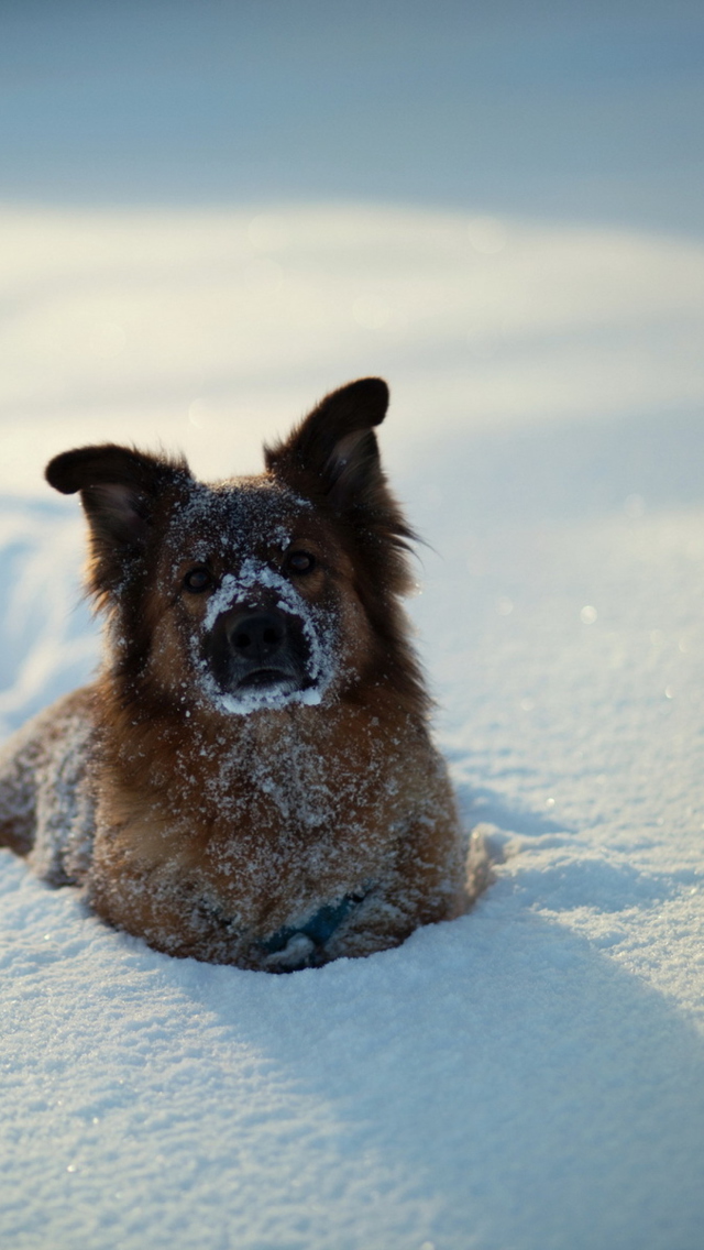 Das Dog In Snow Wallpaper 640x1136
