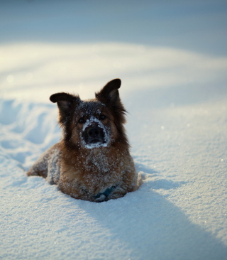 Dog In Snow - Fondos de pantalla gratis para Nokia Asha 305