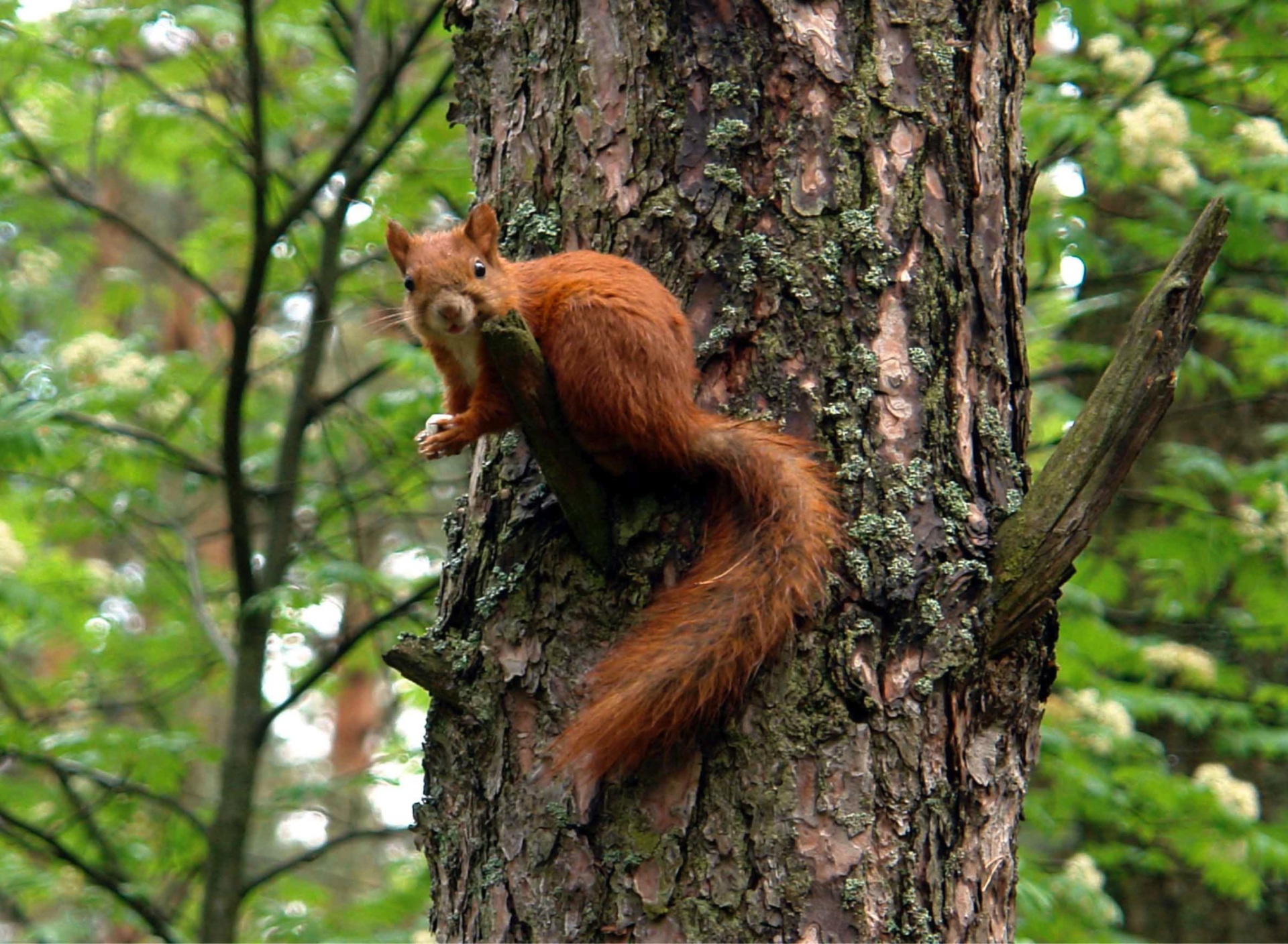 Screenshot №1 pro téma Squirrel On A Tree 1920x1408