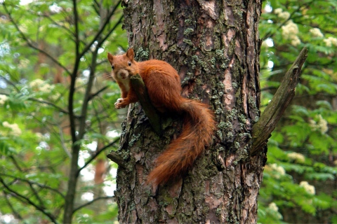 Fondo de pantalla Squirrel On A Tree 480x320