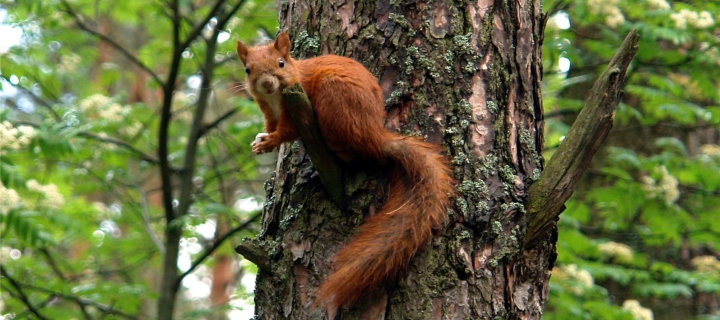 Sfondi Squirrel On A Tree 720x320