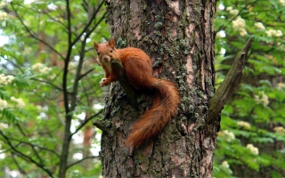 Squirrel On A Tree - Obrázkek zdarma pro Fullscreen 1152x864