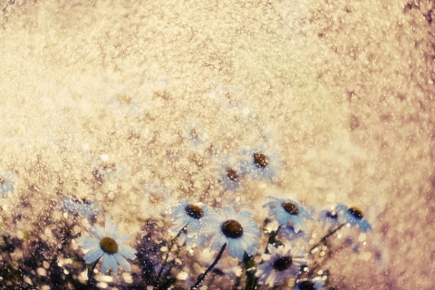 Fondo de pantalla Summer Flowers 480x320