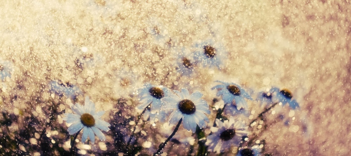 Screenshot №1 pro téma Summer Flowers 720x320