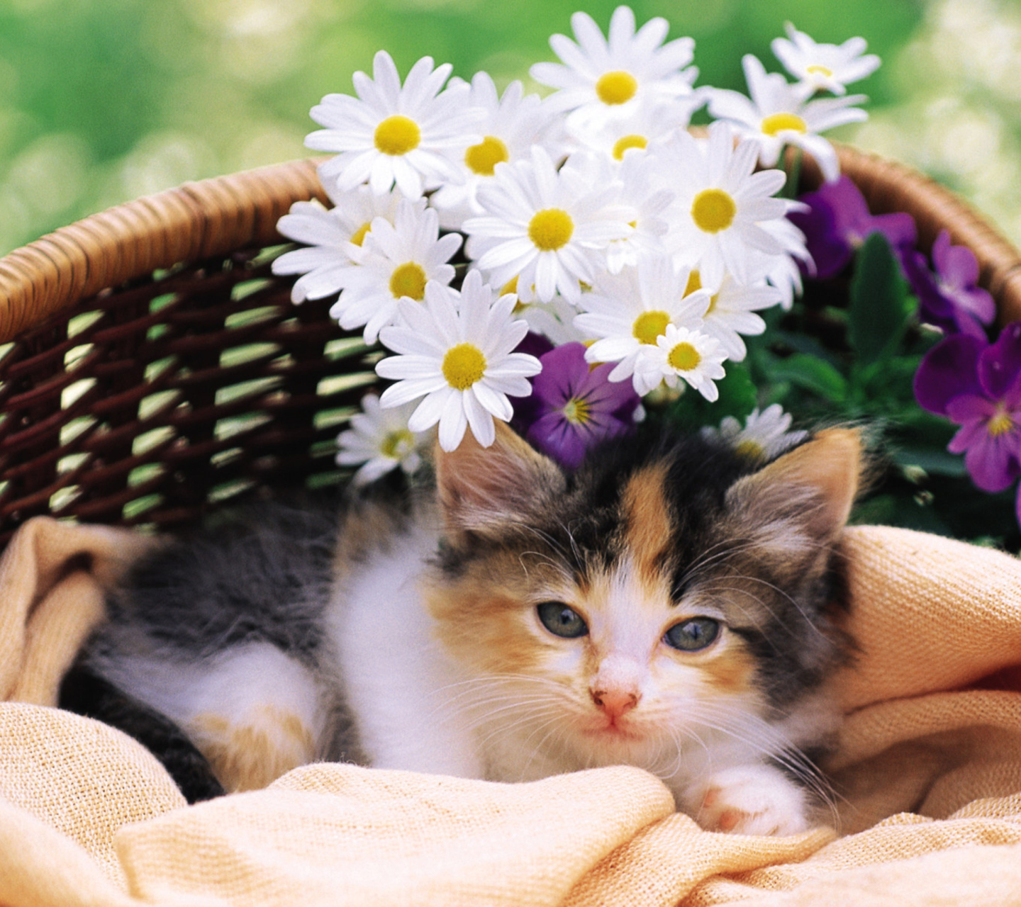 Kitten With Daisies screenshot #1 1440x1280