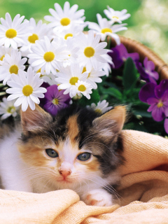 Kitten With Daisies screenshot #1 240x320