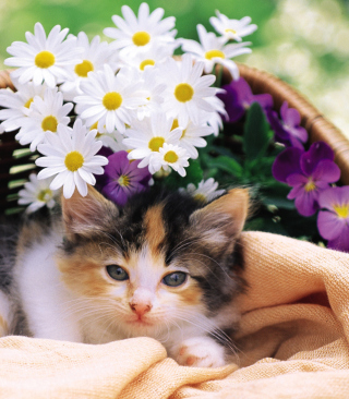 Kitten With Daisies - Obrázkek zdarma pro iPhone 5