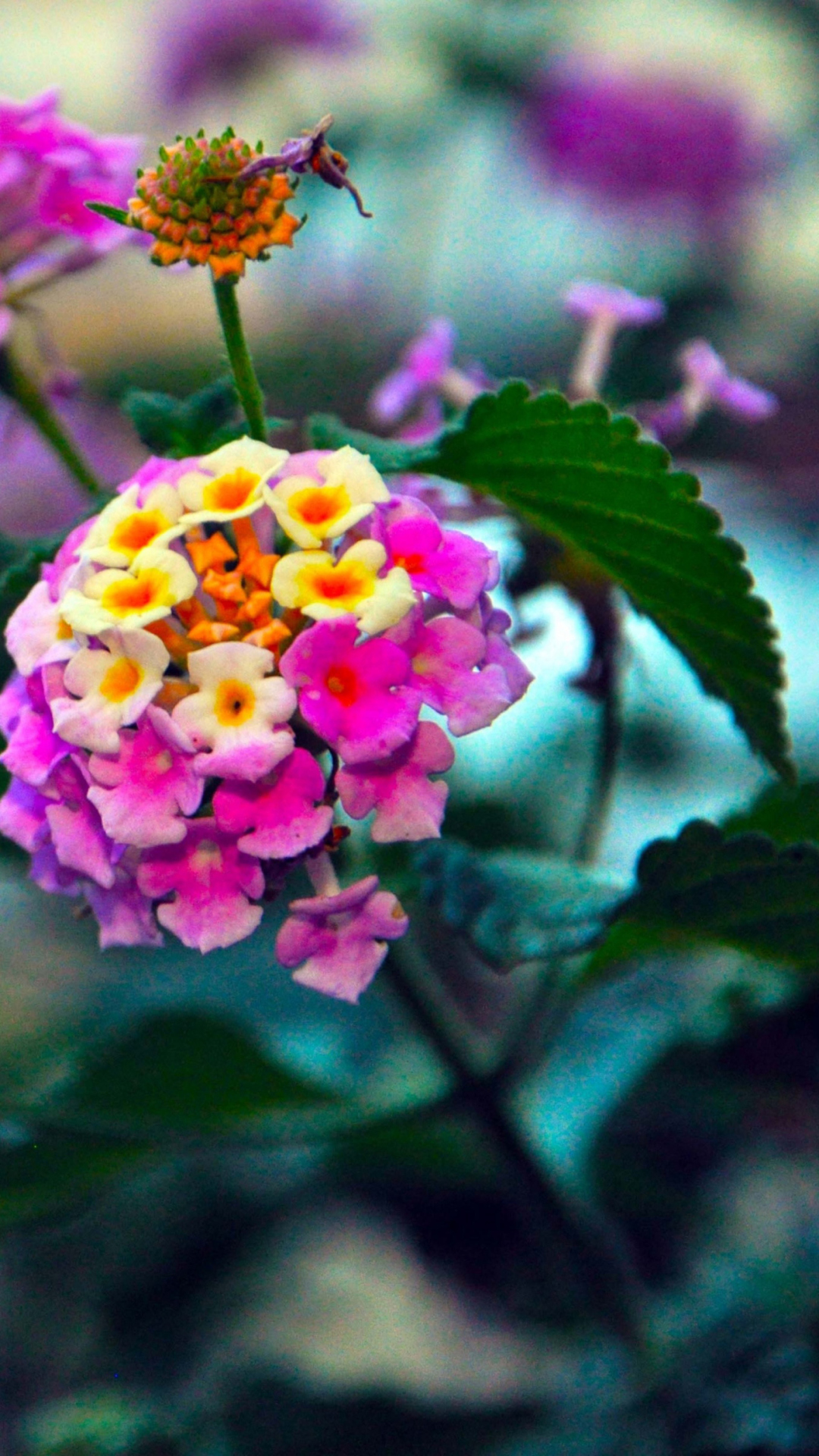 Yellow And Pink Flowers screenshot #1 1080x1920