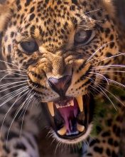 Das Leopard attack Wallpaper 176x220