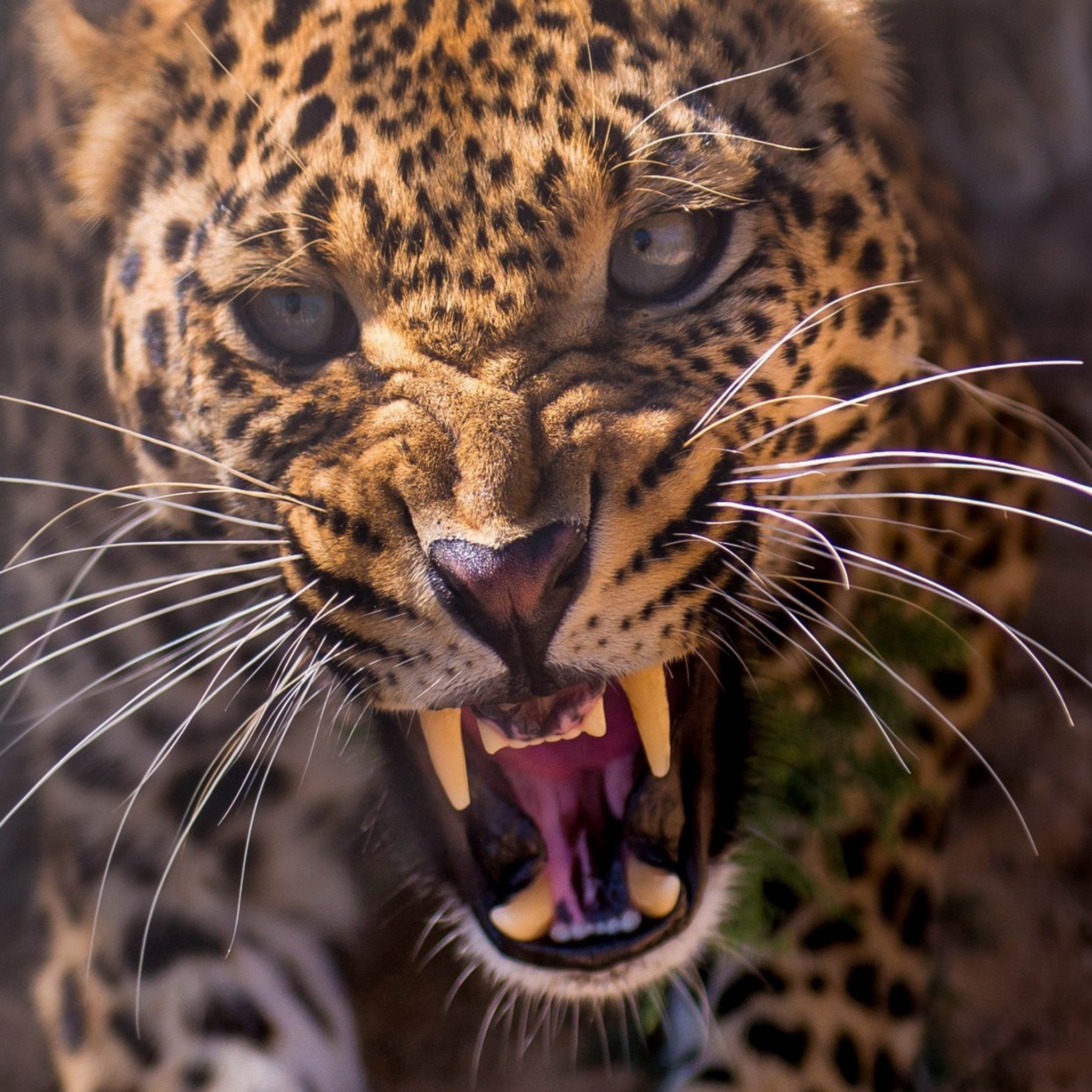 Обои Leopard attack 2048x2048