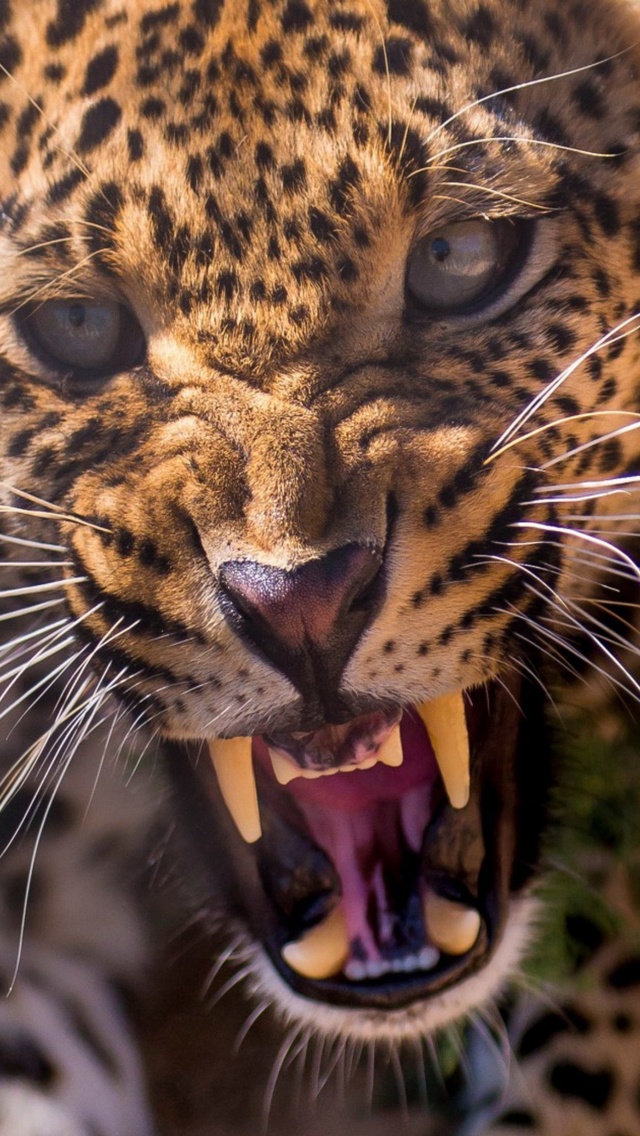 Fondo de pantalla Leopard attack 640x1136