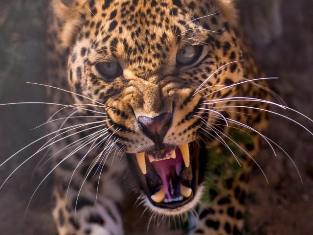 Fondo de pantalla Leopard attack 640x480