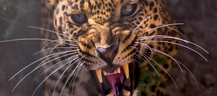 Das Leopard attack Wallpaper 720x320