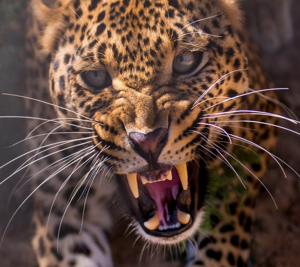 Leopard attack wallpaper 960x854