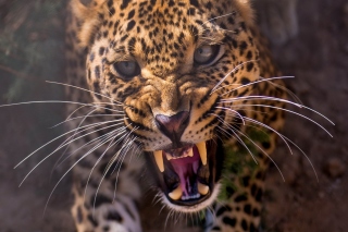 Leopard attack Background for Android, iPhone and iPad