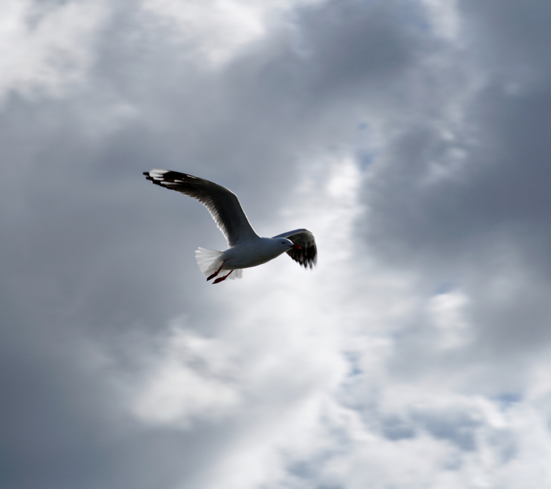 Screenshot №1 pro téma Seagull In Sky 1080x960