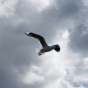 Screenshot №1 pro téma Seagull In Sky 128x128