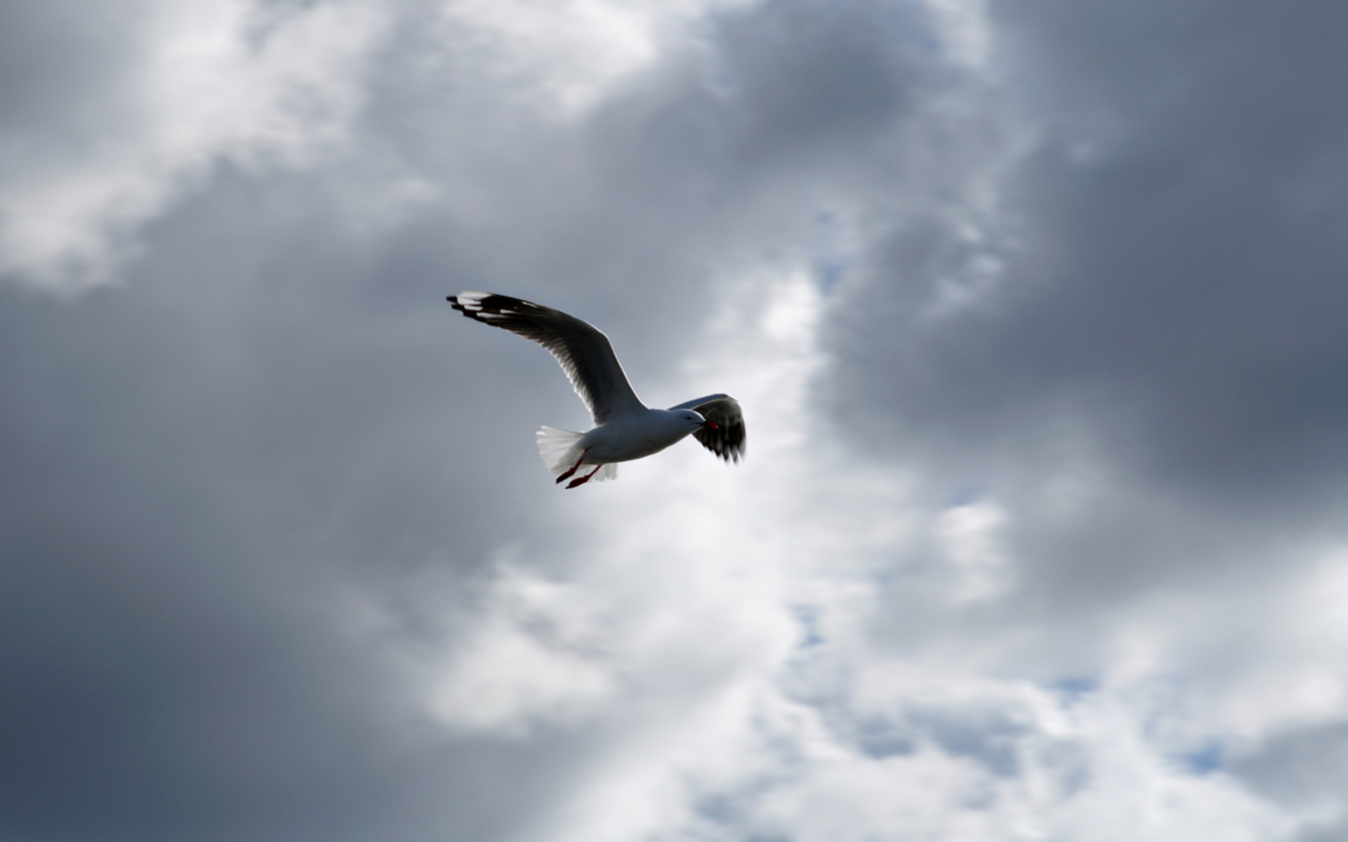 Screenshot №1 pro téma Seagull In Sky 1920x1200
