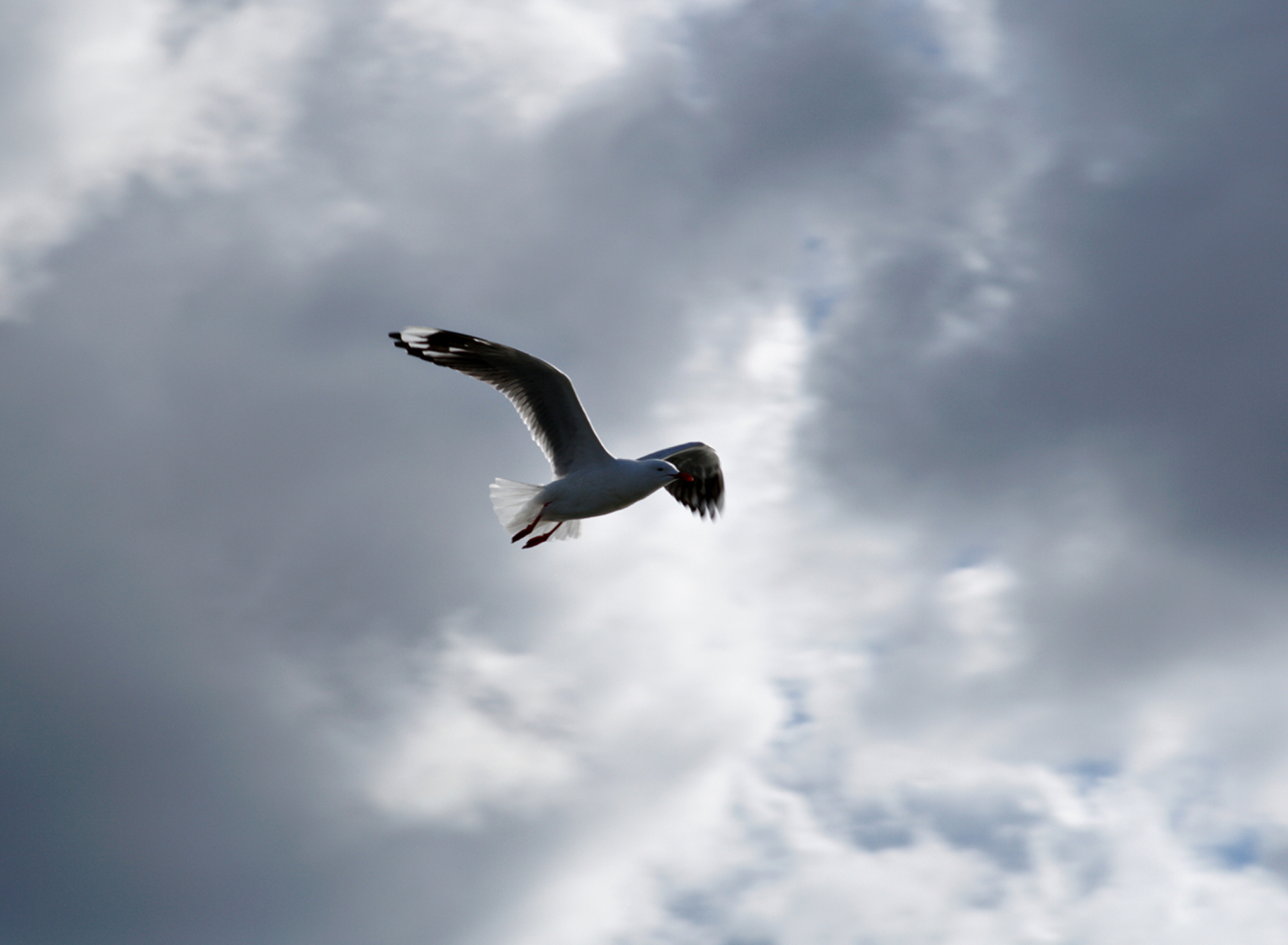 Seagull In Sky wallpaper 1920x1408