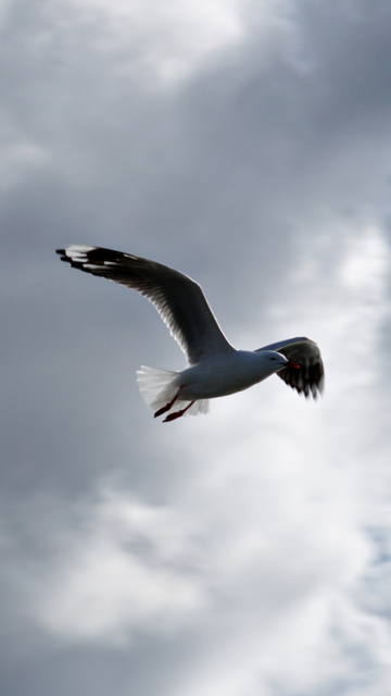 Das Seagull In Sky Wallpaper 360x640